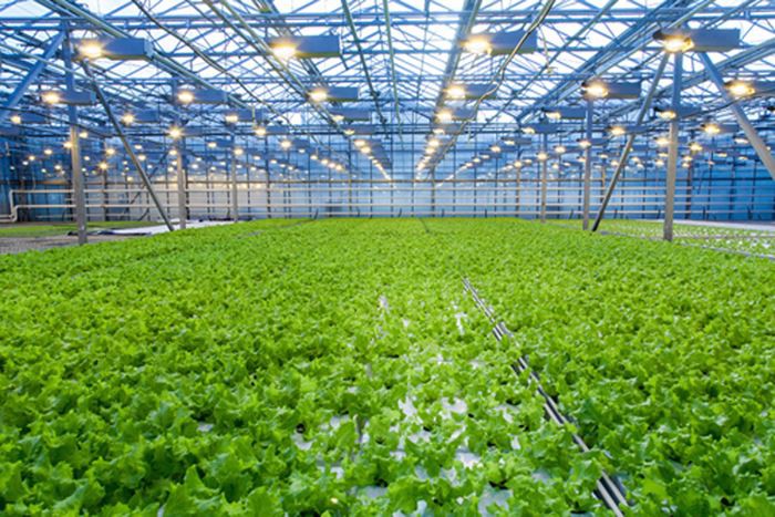 Smart greenhouse price
