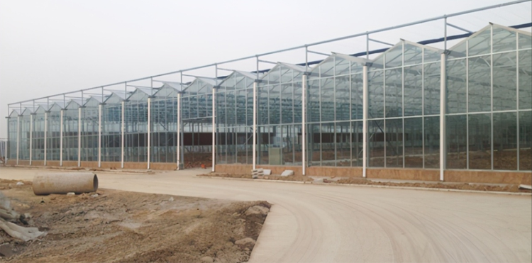 Do you understand the advantages of using a Venlo-type glass greenhouse Do you understand the advantages of using a Venlo-type glass greenhouse